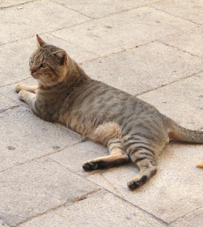 Paw Patrol: Protecting Your Pet’s Paws on Hot Pavement